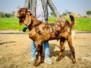 Live Sirohi Female Baby Goat, Weight : 20-30 Kg