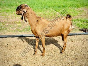 Live Sirohi Female Goat, Weight : 20-30 Kg