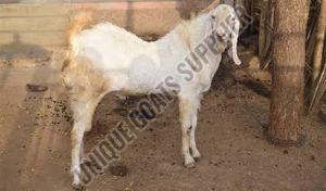 Live Sojat Goat, Gender : Female, Male