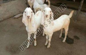 Live Sojat Goat Kids, Gender : Female, Male