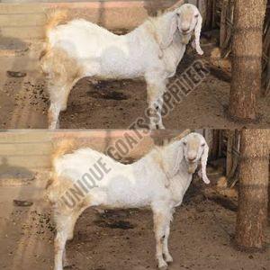 Live Sojat Male Goat, Weight : 20-30 Kg