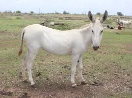 Live Halari Donkey