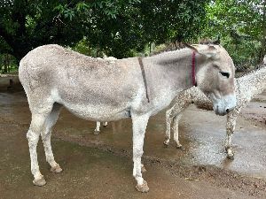 Live Katwadi Donkey