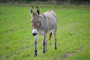 Live Local Donkey, Color : Light Brown