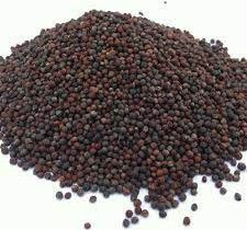 Dried Canola Seeds