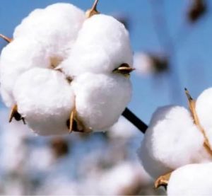 Hybrid Raw Cotton