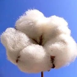 Virgin Raw Cotton