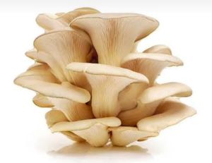 Fresh Oyster Mushroom For Oil Extraction, Cooking