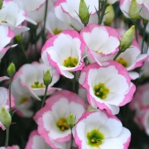 Fresh Eustoma Flower