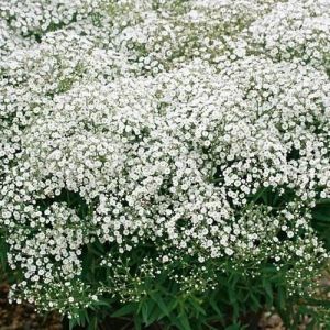 Natural Fresh Gypsophila Flower For Decorative