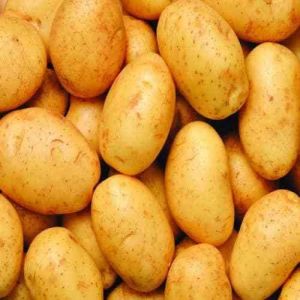 Natural Fresh Potatoes Kuhri Bahar(3797), Color : Yellow, Packaging Size : 25Kg, 50Kg, Packaging Type : Net Bag