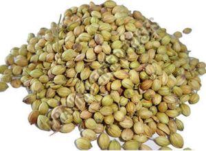 Natural Coriander Seeds For Cooking