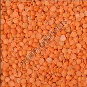 Split Masoor Dal For Cooking