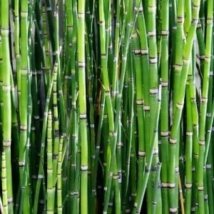 Bamboo Sticks For Temples, Religious