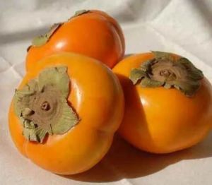 Fresh Persimmon Fruit