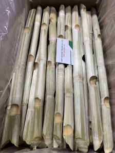 Buds Removed Frozen Sugarcane