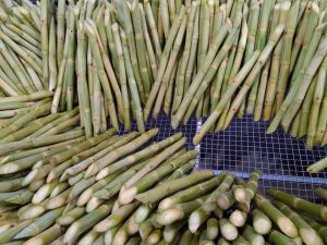 Fresh Sugarcane