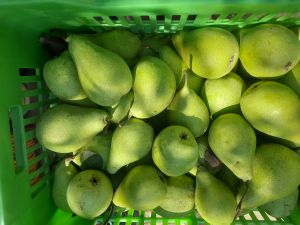 Pear Fruit