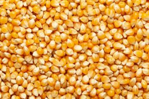 Animal Feed Yellow Maize Seeds