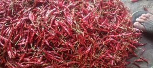 Fresh Red Chilli For Cooking, Spices Human Consumption, Making Pickles, Human Consumption, Culinary