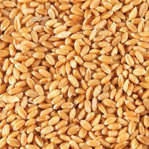 Organic Wheat Seeds