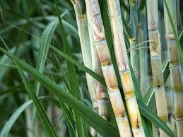 Fresh Sugarcane