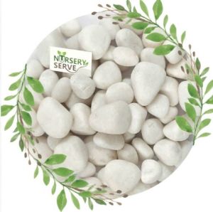 Decor Pebbles  White Big Polished Pebble