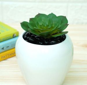 Only White Pots  White Apple Pot