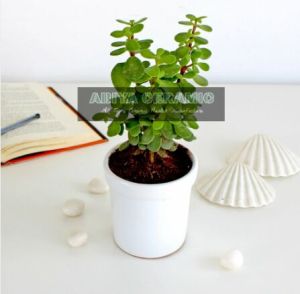 White Ashwani Pot