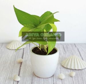 Only White Pots  White Big Egg