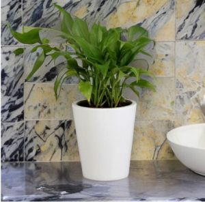 Only White Pots  White Big Glass