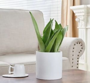 Only White Pots  White Big Pipe