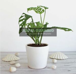 White Cylindrical Pots