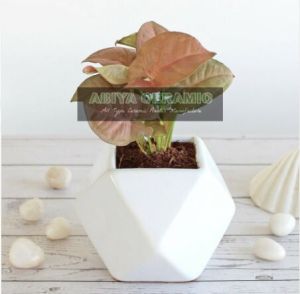 White Geometric Pots