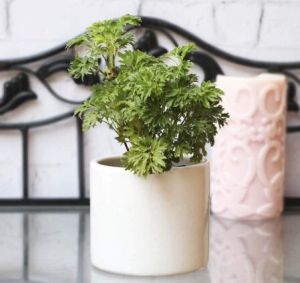 Only White Pots  White Small Pipe