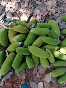 Jack Fruit