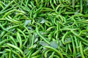 green chilli,  Type : Fresh