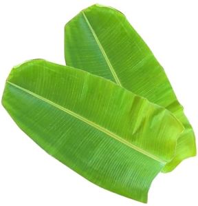 Banana Leaf