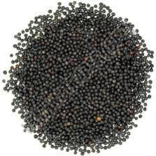 Organic Black Canola Seeds, Packaging Size : 50kg, 25kg