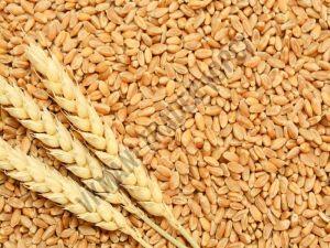 Organic Brown Wheat Seeds, Packaging Type : PP Bags, Jute Bags