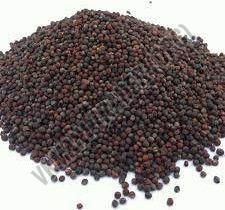 Organic Dried Canola Seeds, Packaging Size : 50kg, 25kg