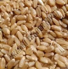 Organic Dried Wheat Seeds, Packaging Type : PP Bags, Jute Bags