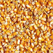 Organic Hybrid Maize Seeds For Food Processing