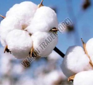 Hybrid Raw Cotton For Textile Industry