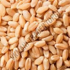 Organic Hybrid Wheat Seeds, Packaging Type : PP Bags, Jute Bags