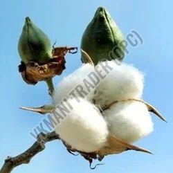 Natural Raw Cotton For Textile Industry