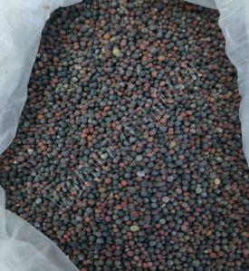 Organic Canola Seeds, Packaging Size : 50kg