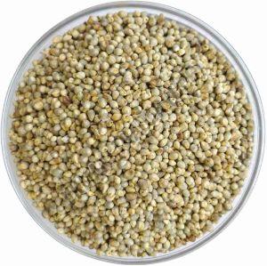 Organic Pearl Millet Seeds, Packaging Type : Plastic Bag