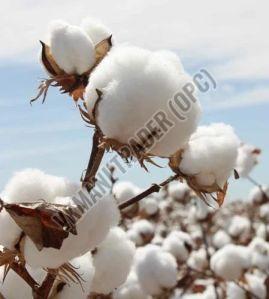 Pure Raw Cotton For Textile Industry