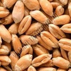 Organic Raw Wheat Seeds, Grade : Food Grade